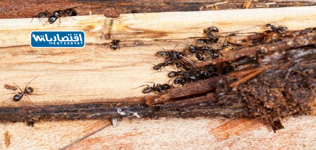 أنواع حشرات الخشب بالصور
